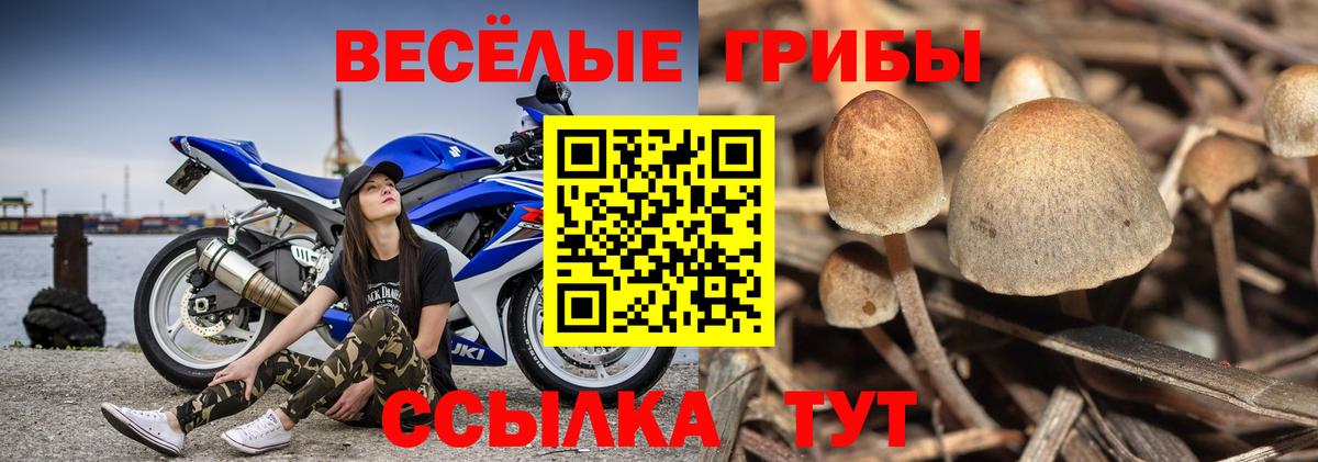 Псилоцибиновые грибы Psilocybine cubensis Котельники